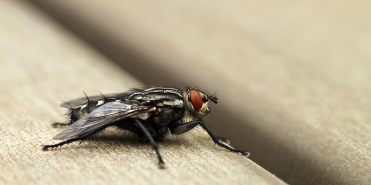 Receitas infalíveis para espantar moscas da sua casa