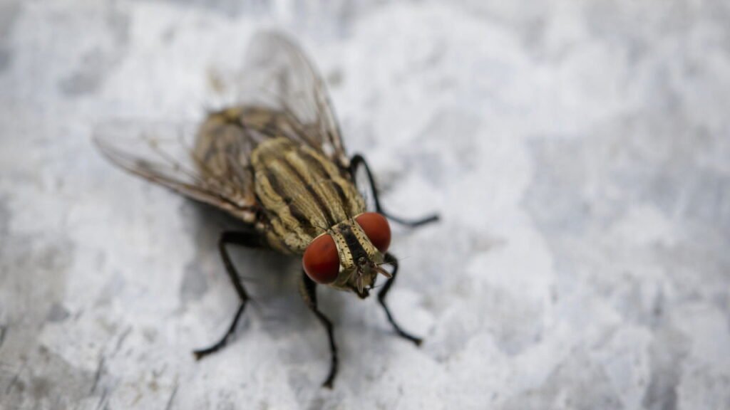 Receitas infalíveis para espantar moscas da sua casa