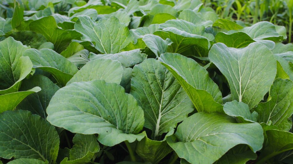 Plante mostarda na horta e colha saúde em poucas semanas