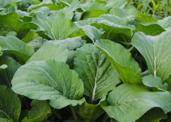 Plante mostarda na horta e colha saúde em poucas semanas