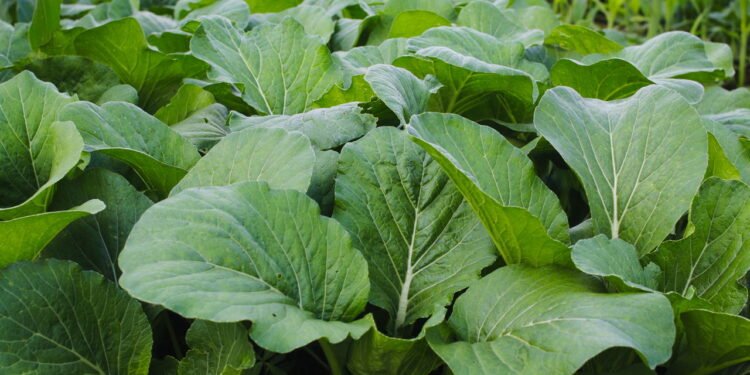 Plante mostarda na horta e colha saúde em poucas semanas