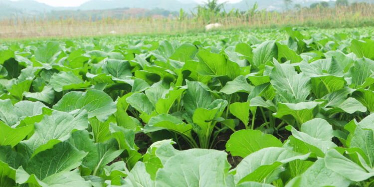 Plante mostarda na horta e colha saúde em poucas semanas