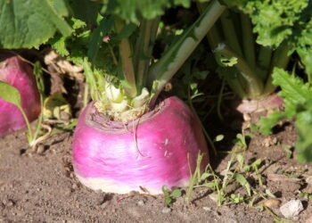 Como plantar nabo em casa com dicas simples para iniciantes