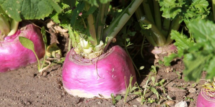 Como plantar nabo em casa com dicas simples para iniciantes