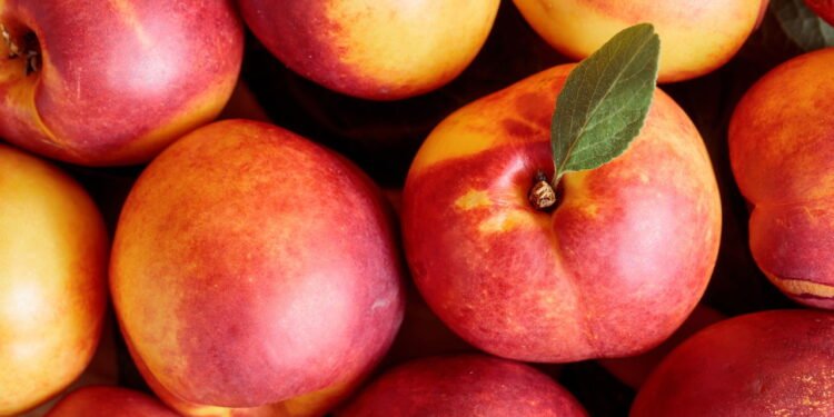 Guia completo para cultivar nectarina em casa