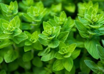 Conheça os benefícios dessa erva e como tê-la sempre em casa