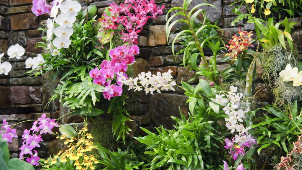 Como plantar orquídea e manter flores lindas o ano inteiro