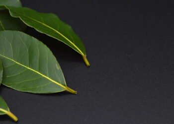 Como Cultivar Louro em Casa