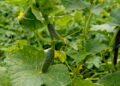 O jeito certo de plantar pepino em casa e colher sem erros