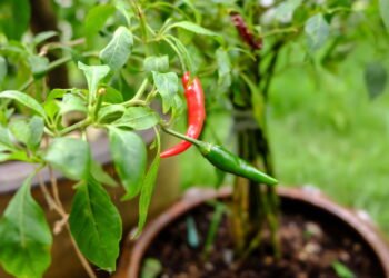 Como cultivar pimenta e ter uma horta picante em casa