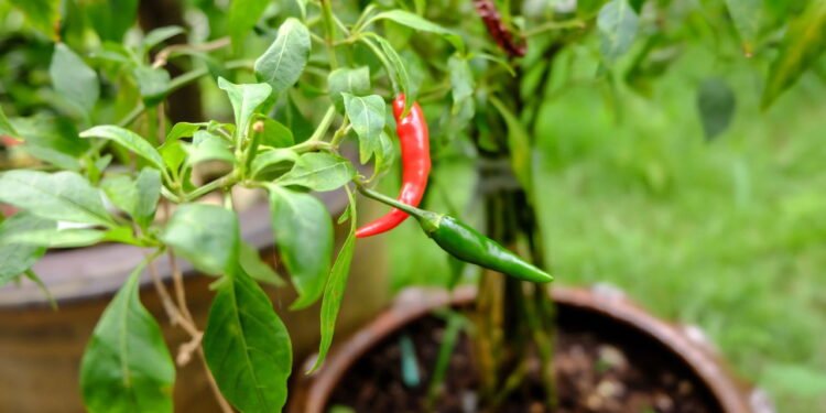 Como cultivar pimenta e ter uma horta picante em casa
