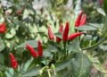 Como cultivar pimenta e ter uma horta picante em casa