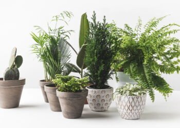 Ter essa planta em casa melhora o seu humor e aumenta a concentração