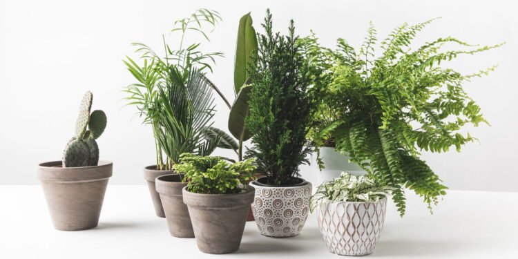 Ter essa planta em casa melhora o seu humor e aumenta a concentração