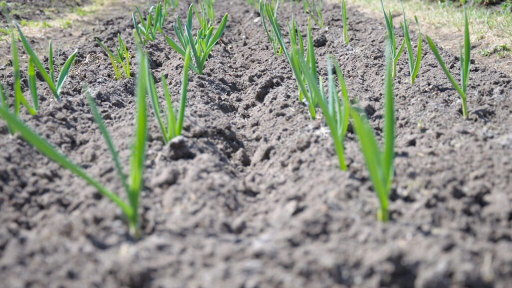 Como plantar alho em casa