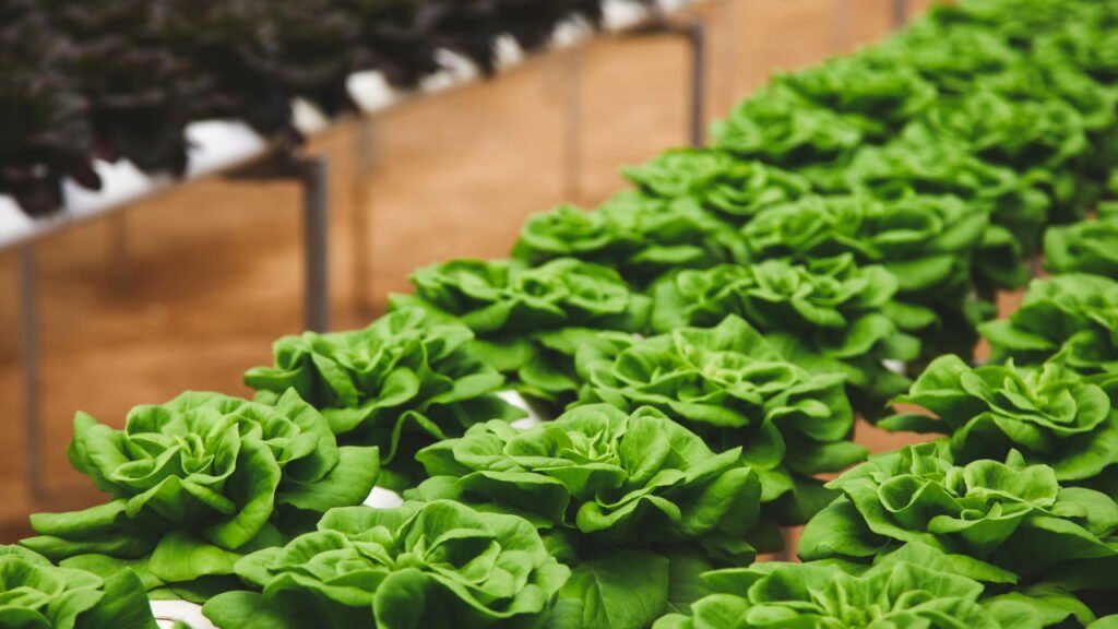 Tudo sobre como plantar manjericão em casa de uma forma prática