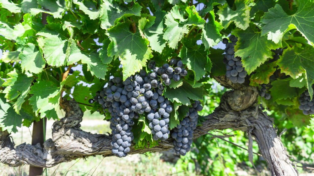 Como plantar uvas em casa com um guia completo