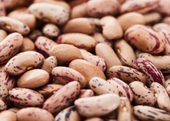 Como plantar feijão no quintal ou em vasos grandes