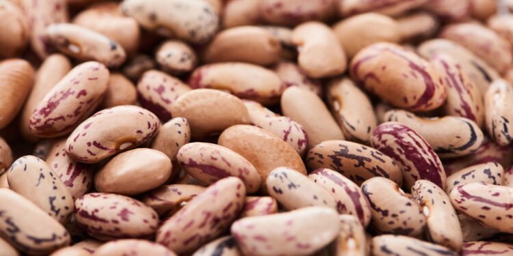 Como plantar feijão no quintal ou em vasos grandes