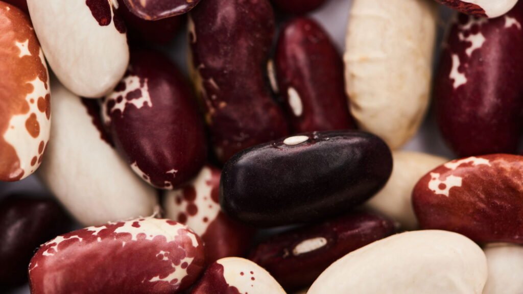 Como plantar feijão no quintal ou em vasos grandes