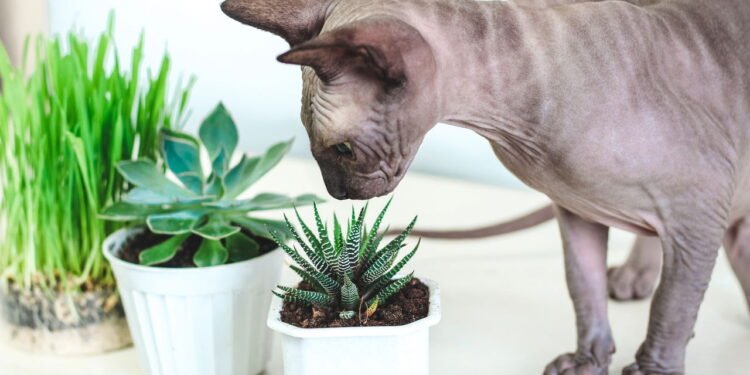 Plantas e pets - Créditos: depositphotos.com / Gera Photo