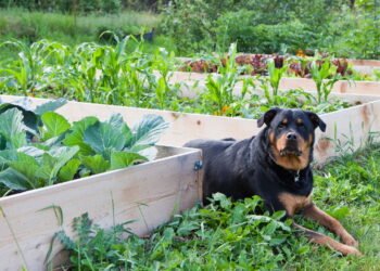 Dicas para criar uma mini horta de plantas seguras para pets