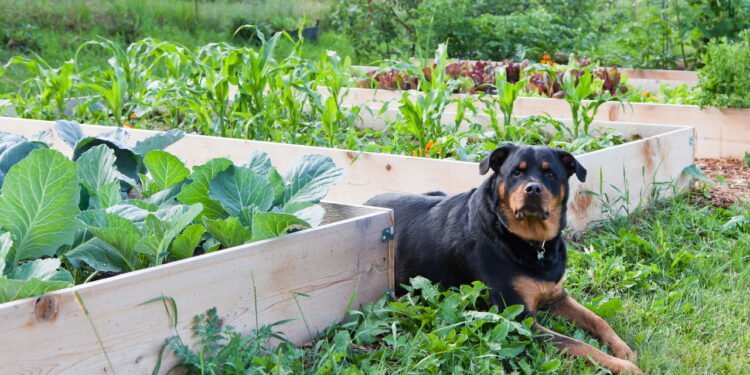 Plantas e pets - Créditos: depositphotos.com / tamifreed