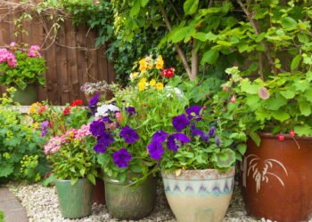 Dicas simples para plantar e cuidar de suas plantas em vaso