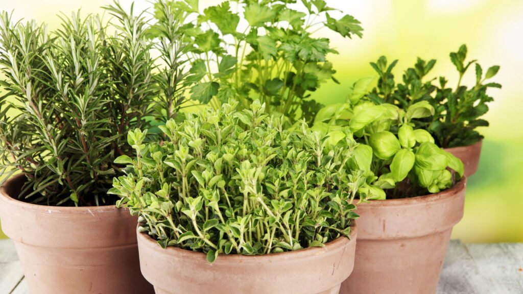 Como fazer uma horta em casa com plantas que aumentam a imunidade