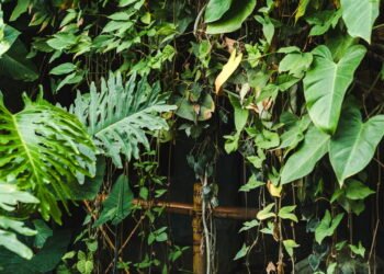 Tenha essa planta em casa durante o período de chuvas e afaste mosquitos e carrapatos