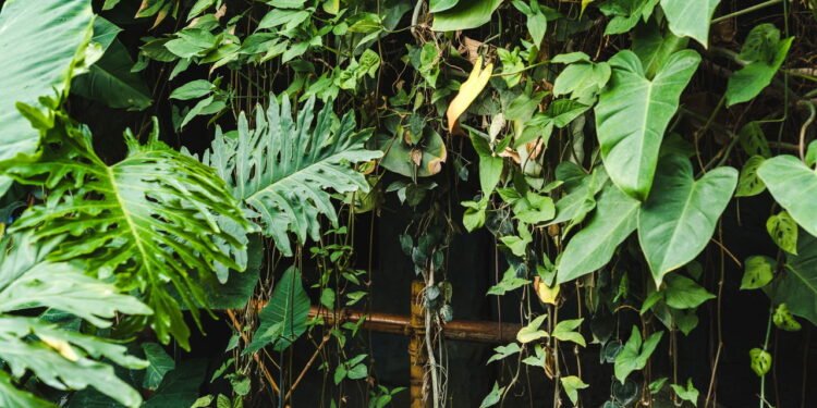 Tenha essa planta em casa durante o período de chuvas e afaste mosquitos e carrapatos