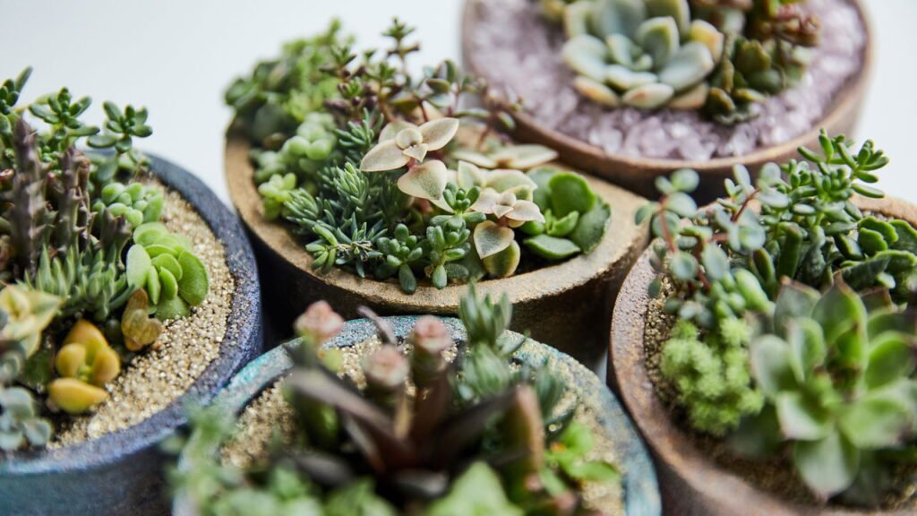 Tenha essa planta em casa durante o período de chuvas e afaste mosquitos e carrapatos