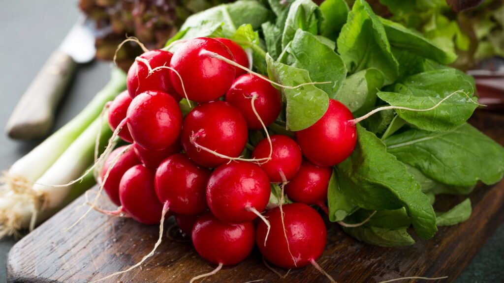Aprenda a plantar rabanete e colher em poucos dias
