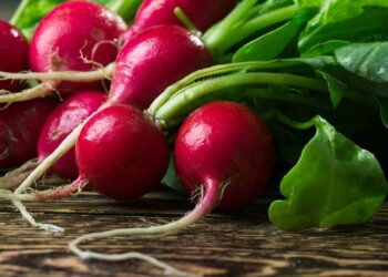 Saiba como plantar rabanete e os cuidados necessários do plantio