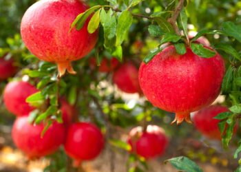 Como cuidar de uma romãzeira e fazer ela produzir muitos frutos