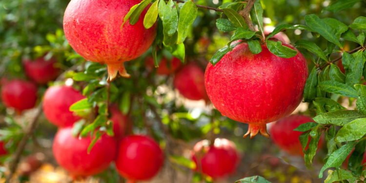 Como cuidar de uma romãzeira e fazer ela produzir muitos frutos
