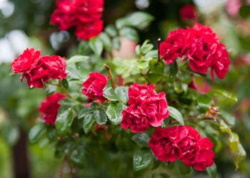 Aprenda a cuidar de rosas e tenha flores sempre lindas