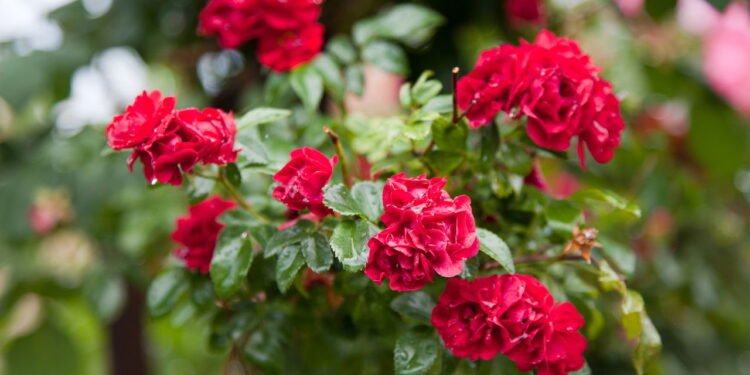 Roseira - Créditos: depositphotos.com / EdipresseMedia