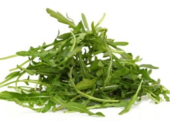 Como colher e armazenar rúcula para manter o frescor por mais tempo