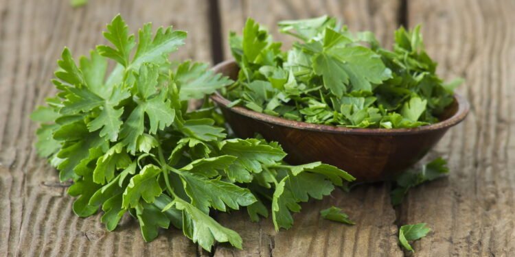 Como montar sua horta perfumada de ervas aromáticas em casa