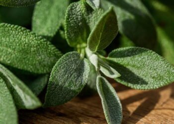 As 5 melhores plantas para cultivar no fim do ano e trazer boas energias