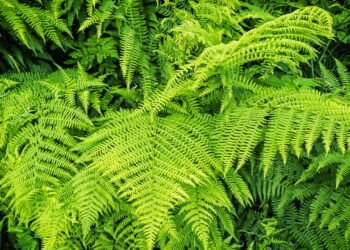 Como criar um espaço perfeito para cultivar sua samambaia