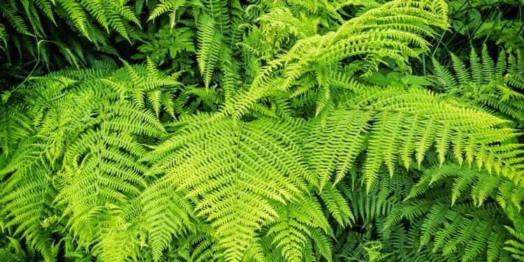 Ação anti-inflamatória de compostos bioativos presentes nas folhas - Créditos: depositphotos.com / Vrabelpeter1