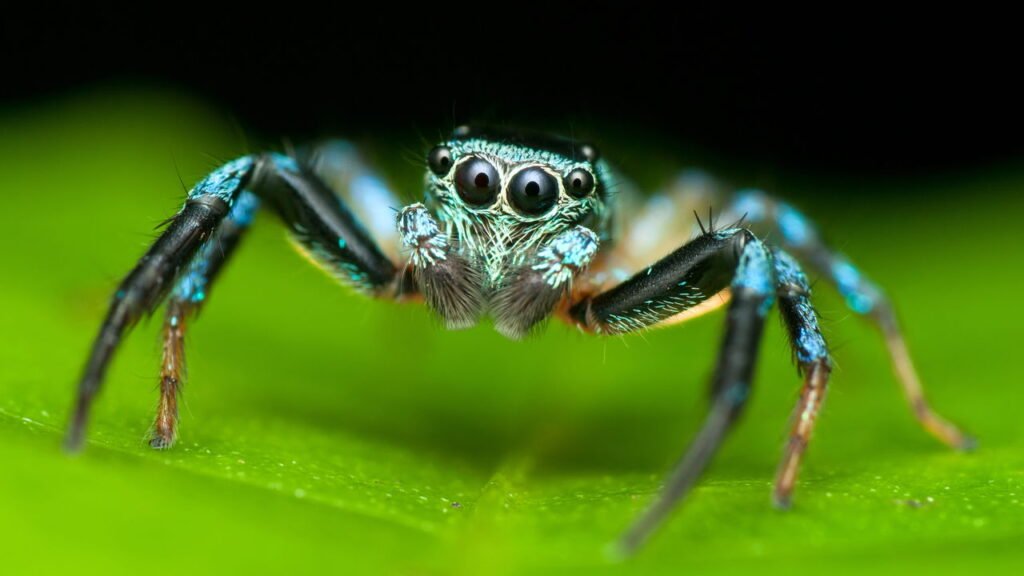 É verdade que engolimos 8 aranhas por ano enquanto dormimos?