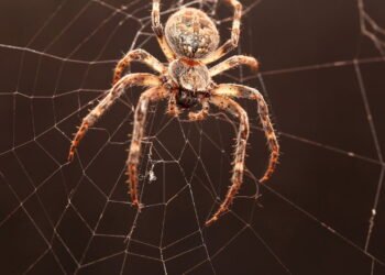 Créditos: depositphotos.com / feedough