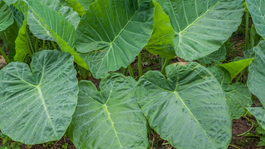 Aprenda a cultivar fazer uma mini horta de taioba em casa
