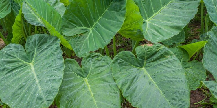 Aprenda a cultivar fazer uma mini horta de taioba em casa