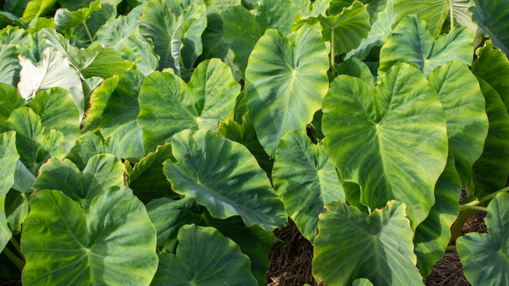 Aprenda a cultivar fazer uma mini horta de taioba em casa