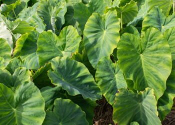 Aprenda a cultivar fazer uma mini horta de taioba em casa