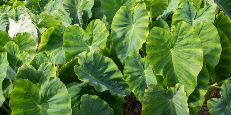 Aprenda a cultivar fazer uma mini horta de taioba em casa